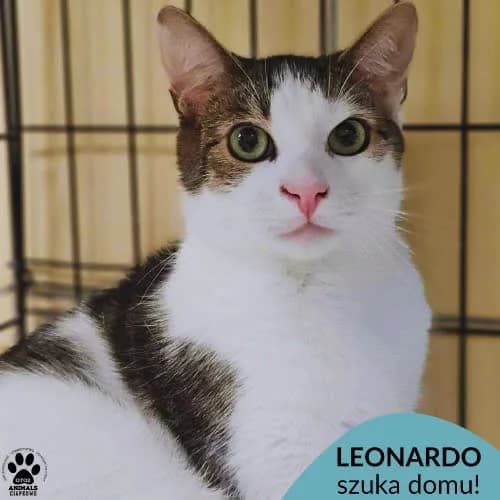 Leonardo, male young Mixed Breed for adoption at Fundacja Puszatek, Warszawa
