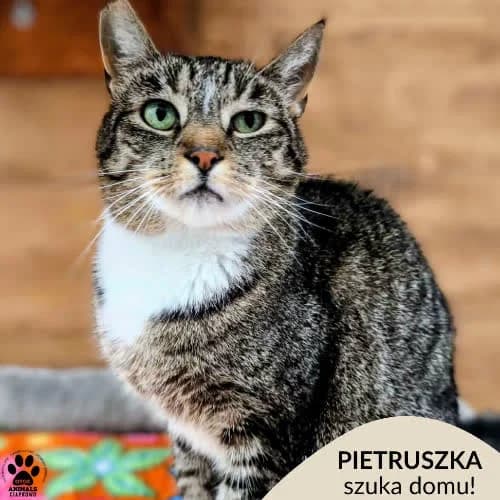 Pietruszka, female 4yo Mixed Breed for adoption at Fundacja Puszatek, Warszawa