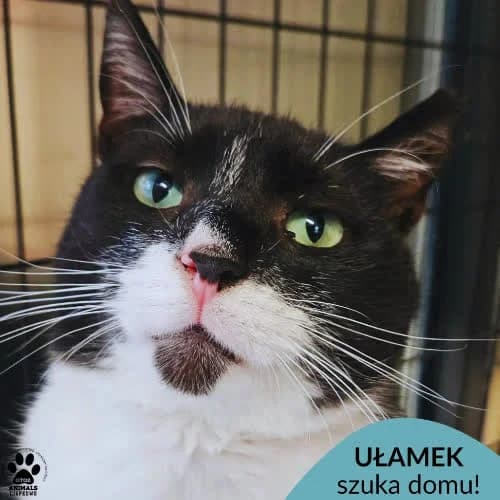 Ułamek, male 5yo Mixed Breed for adoption at Fundacja Puszatek, Warszawa
