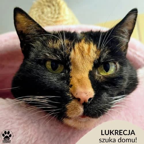 Lukrecja, female 5yo Mixed Breed for adoption at Fundacja Puszatek, Warszawa