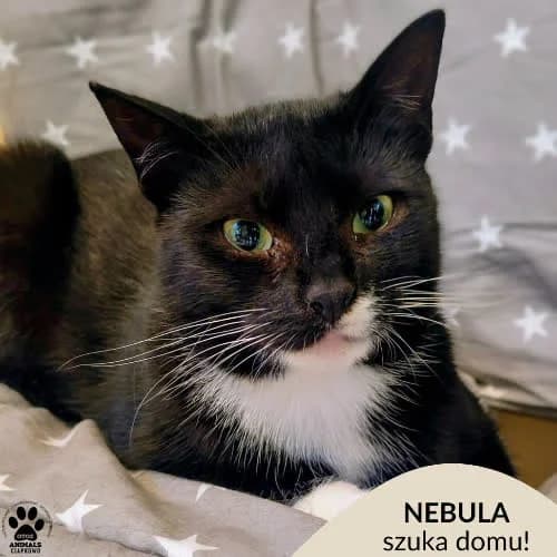 Nebula, female young Mixed Breed for adoption at Fundacja Puszatek, Warszawa