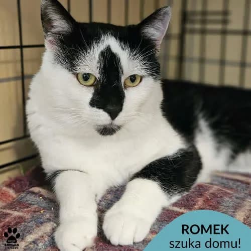 Romek, male 3yo Mixed Breed for adoption at Fundacja Puszatek, Warszawa