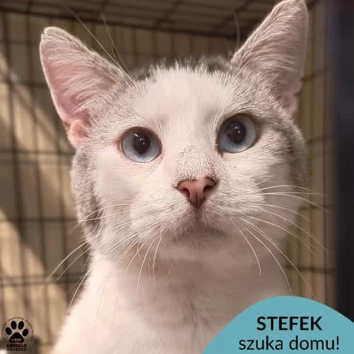 Stefek, male 5yo Mixed Breed for adoption at Fundacja Puszatek, Warszawa