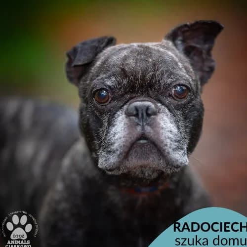 Radociech, male puppy Mixed Breed for adoption at Fundacja Puszatek, Warszawa