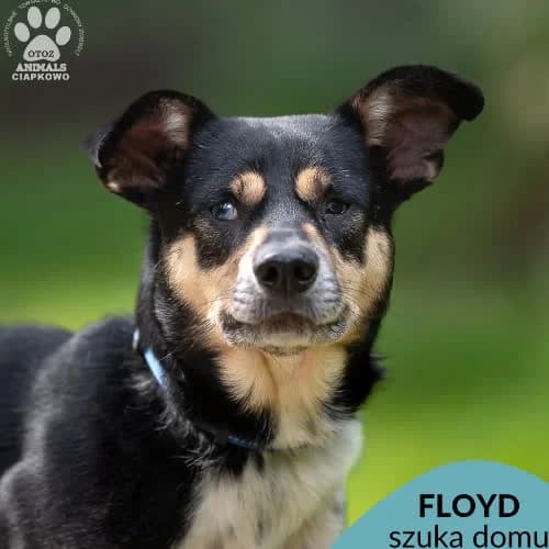 Floyd, male puppy Mixed Breed for adoption at Fundacja Puszatek, Warszawa