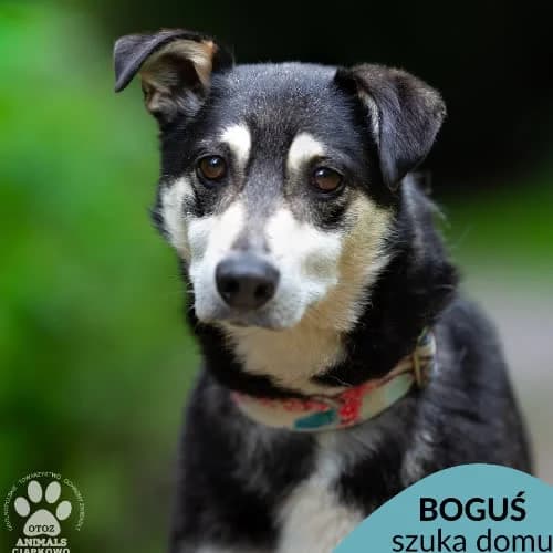 Boguś, male puppy Mixed Breed for adoption at Fundacja Puszatek, Warszawa
