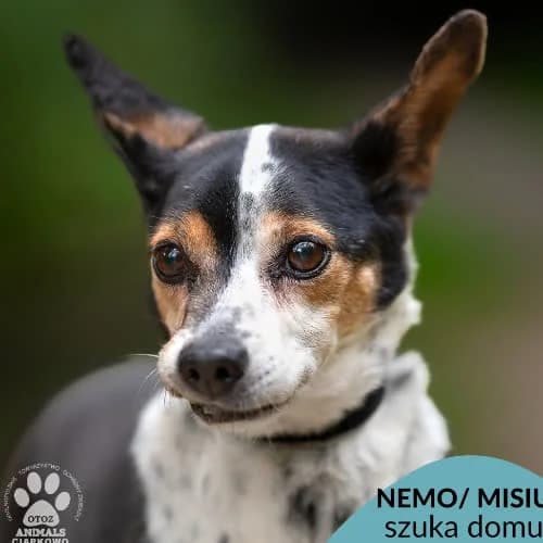 Nemo, male puppy Mixed Breed for adoption at Fundacja Puszatek, Warszawa
