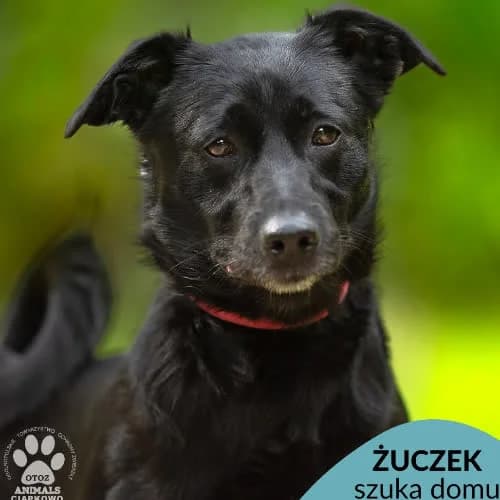 Żuczek, male puppy Mixed Breed for adoption at Fundacja Puszatek, Warszawa