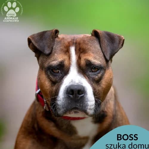 Boss, male puppy Mixed Breed for adoption at Fundacja Puszatek, Warszawa