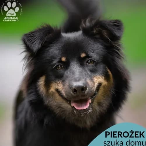 Pierożek, male puppy Mixed Breed for adoption at Fundacja Puszatek, Warszawa