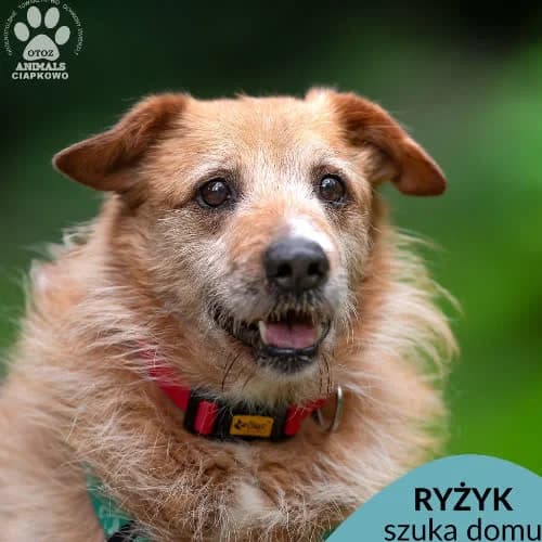 Ryżyk, male puppy Mixed Breed for adoption at Fundacja Puszatek, Warszawa