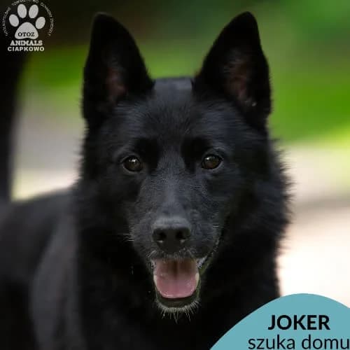 Joker, male puppy Mixed Breed for adoption at Fundacja Puszatek, Warszawa