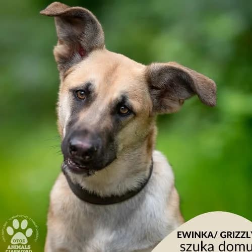 Ewinka/Grizzly, female puppy Mixed Breed for adoption at Fundacja Puszatek, Warszawa