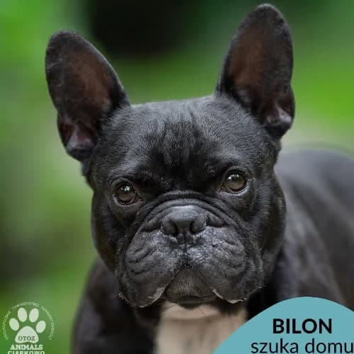 Bilon, male puppy Mixed Breed for adoption at Fundacja Puszatek, Warszawa