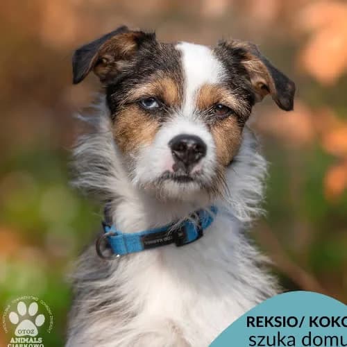 Reksio, male puppy Mixed Breed for adoption at Fundacja Puszatek, Warszawa