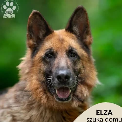 Elza, female puppy Mixed Breed for adoption at Fundacja Puszatek, Warszawa