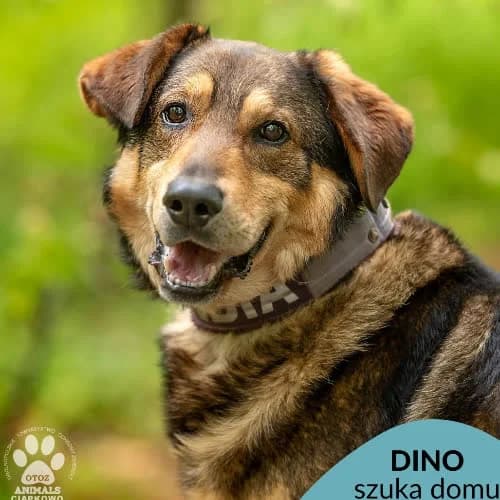 Dino, male 5yo Mixed Breed for adoption at Fundacja Puszatek, Warszawa