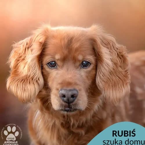 Rubiś, male puppy Mixed Breed for adoption at Fundacja Puszatek, Warszawa