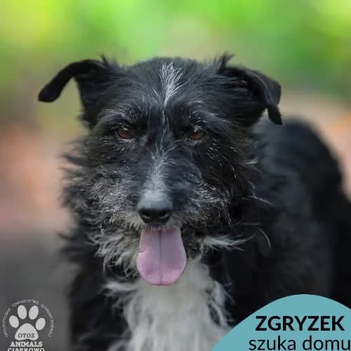 Zgryzek, male puppy Mixed Breed for adoption at Fundacja Puszatek, Warszawa