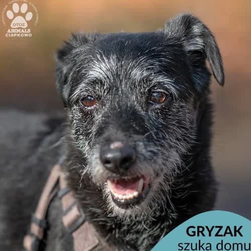 Gryzak, male puppy Mixed Breed for adoption at Fundacja Puszatek, Warszawa