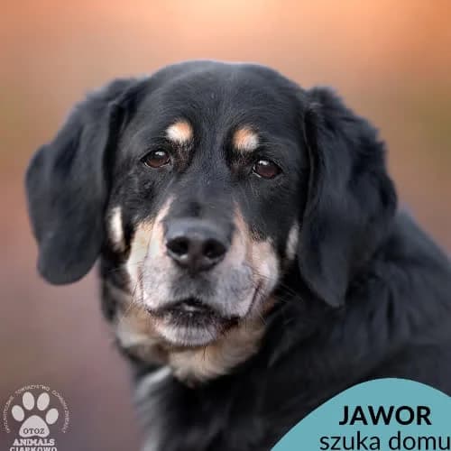 Jawor, male puppy Mixed Breed for adoption at Fundacja Puszatek, Warszawa