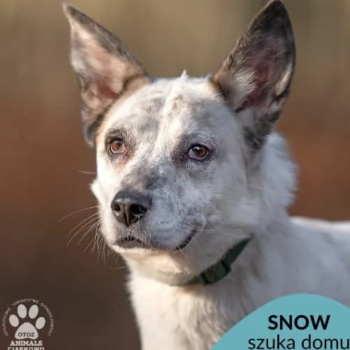 Snow, male puppy Mixed Breed for adoption at Fundacja Puszatek, Warszawa