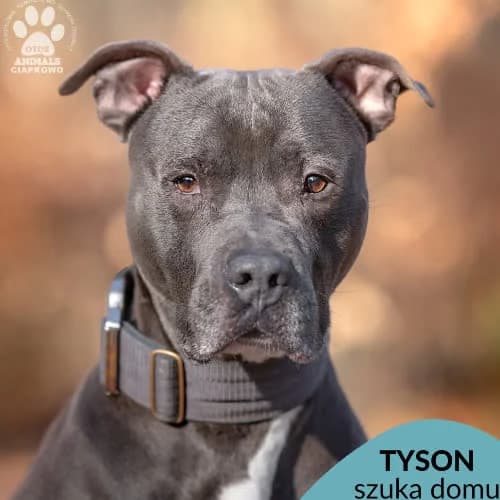 Tyson, male puppy Mixed Breed for adoption at Fundacja Puszatek, Warszawa