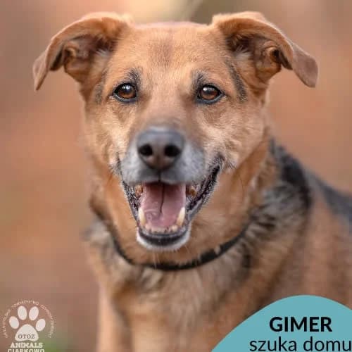 Gimer, male puppy Mixed Breed for adoption at Fundacja Puszatek, Warszawa