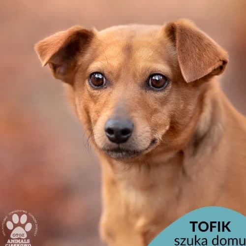 Tofik, male puppy Mixed Breed for adoption at Fundacja Puszatek, Warszawa