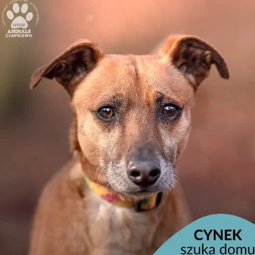 Cynek, male puppy Mixed Breed for adoption at Fundacja Puszatek, Warszawa