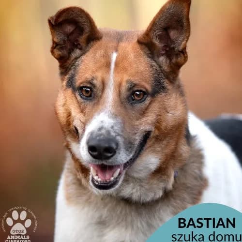 Bastian, male puppy Mixed Breed for adoption at Fundacja Puszatek, Warszawa