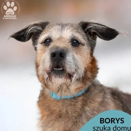 Borys, male puppy Mixed Breed for adoption at Fundacja Puszatek, Warszawa