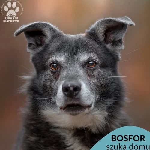 Bosfor, male senior Mixed Breed for adoption at Fundacja Puszatek, Warszawa