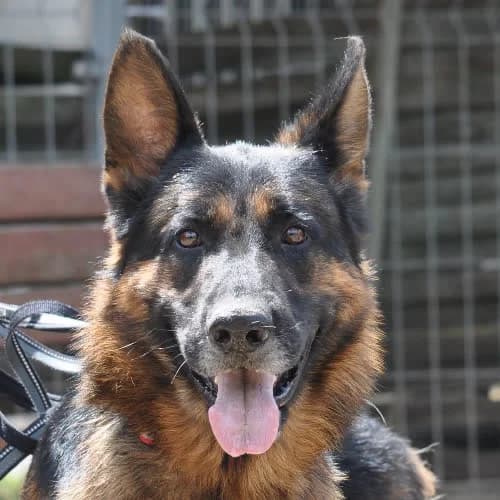 Demon, male puppy Mixed Breed for adoption at Fundacja Puszatek, Warszawa
