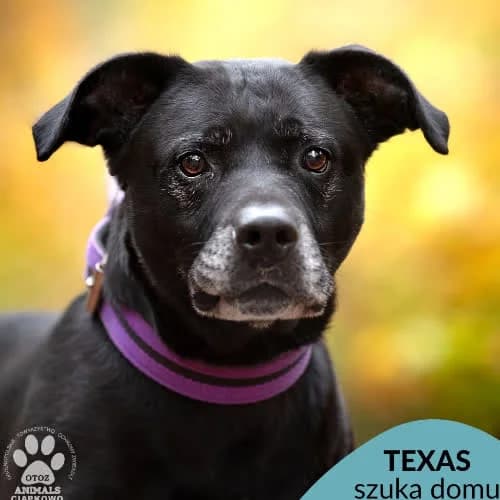 Texas, male senior Mixed Breed for adoption at Fundacja Puszatek, Warszawa