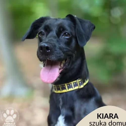 Kiara, female puppy Mixed Breed for adoption at Fundacja Puszatek, Warszawa
