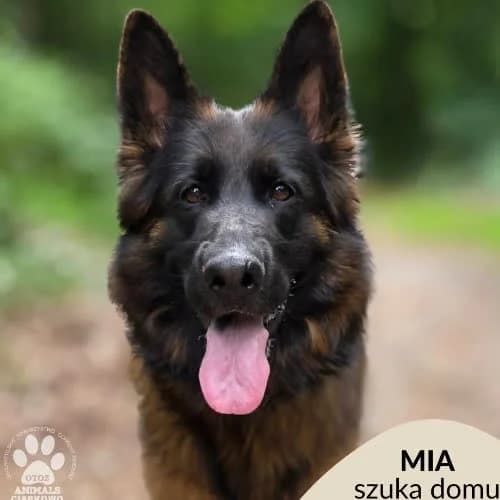 Mia, female puppy Mixed Breed for adoption at Fundacja Puszatek, Warszawa