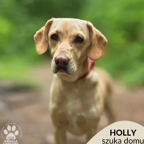Holly, female puppy Mixed Breed for adoption at Fundacja Puszatek, Warszawa