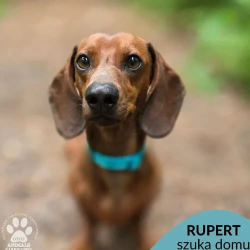 Rupert, male puppy Mixed Breed for adoption at Fundacja Puszatek, Warszawa