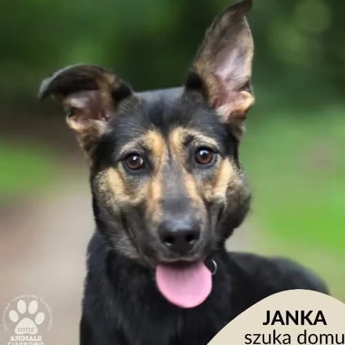 Janka, female puppy Mixed Breed for adoption at Fundacja Puszatek, Warszawa