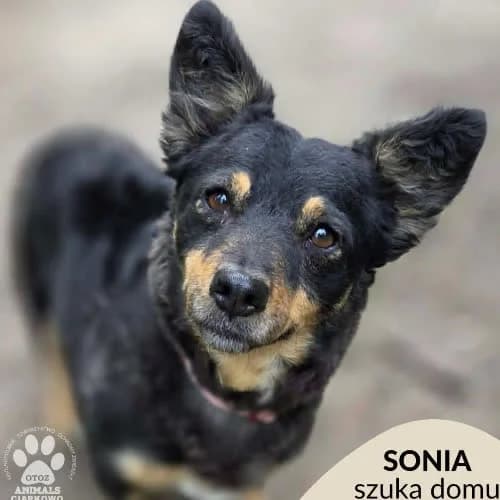 Sonia, female puppy Mixed Breed for adoption at Fundacja Puszatek, Warszawa