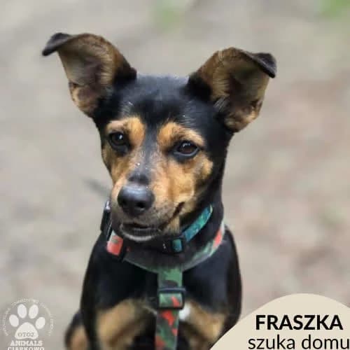 Fraszka, female puppy Mixed Breed for adoption at Fundacja Puszatek, Warszawa