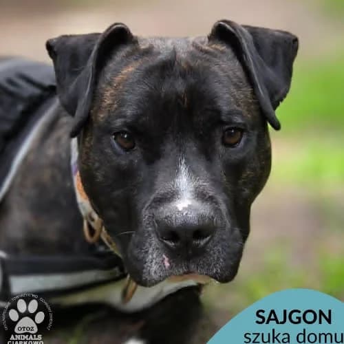 Sajgon, male puppy Mixed Breed for adoption at Fundacja Puszatek, Warszawa