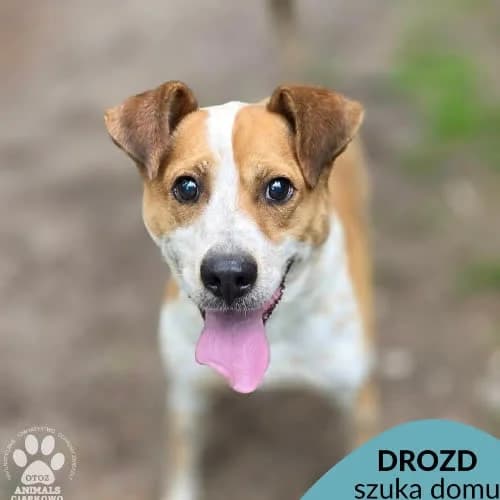 Drozd, male puppy Mixed Breed for adoption at Fundacja Puszatek, Warszawa