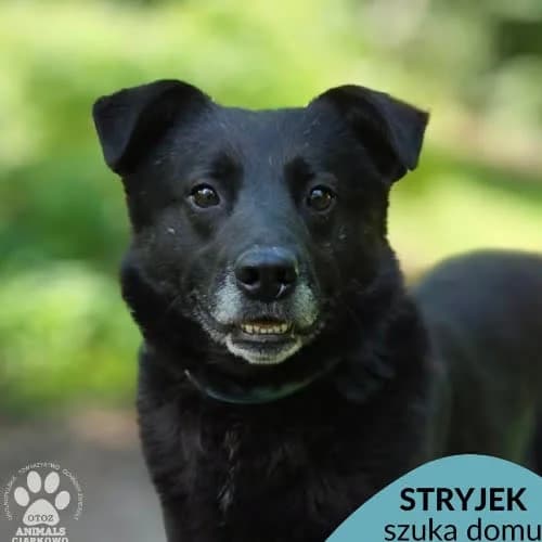 Stryjek, male puppy Mixed Breed for adoption at Fundacja Puszatek, Warszawa