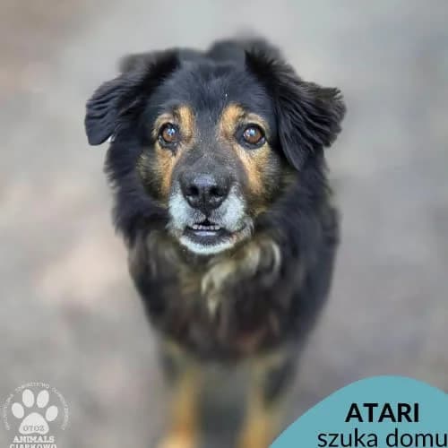 Atari, male puppy Mixed Breed for adoption at Fundacja Puszatek, Warszawa