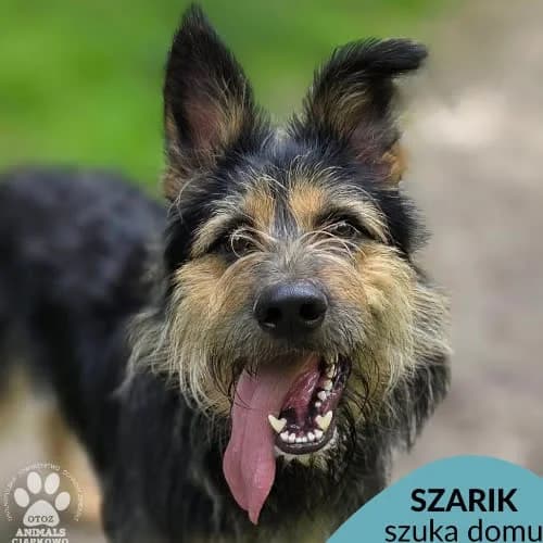 Szarik, male puppy Mixed Breed for adoption at Fundacja Puszatek, Warszawa
