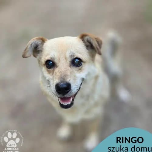 Ringo, male puppy Mixed Breed for adoption at Fundacja Puszatek, Warszawa