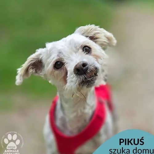 Pikuś, male puppy Mixed Breed for adoption at Fundacja Puszatek, Warszawa