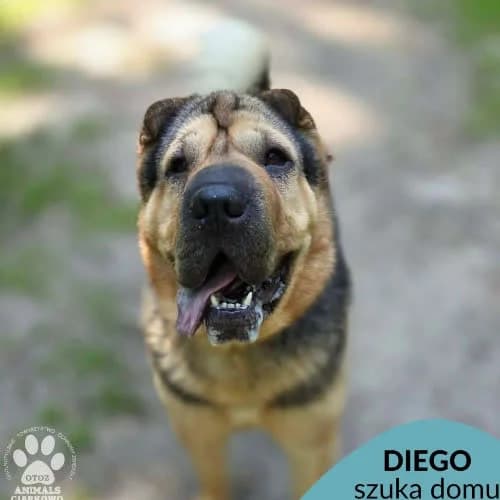 Diego, male puppy Mixed Breed for adoption at Fundacja Puszatek, Warszawa
